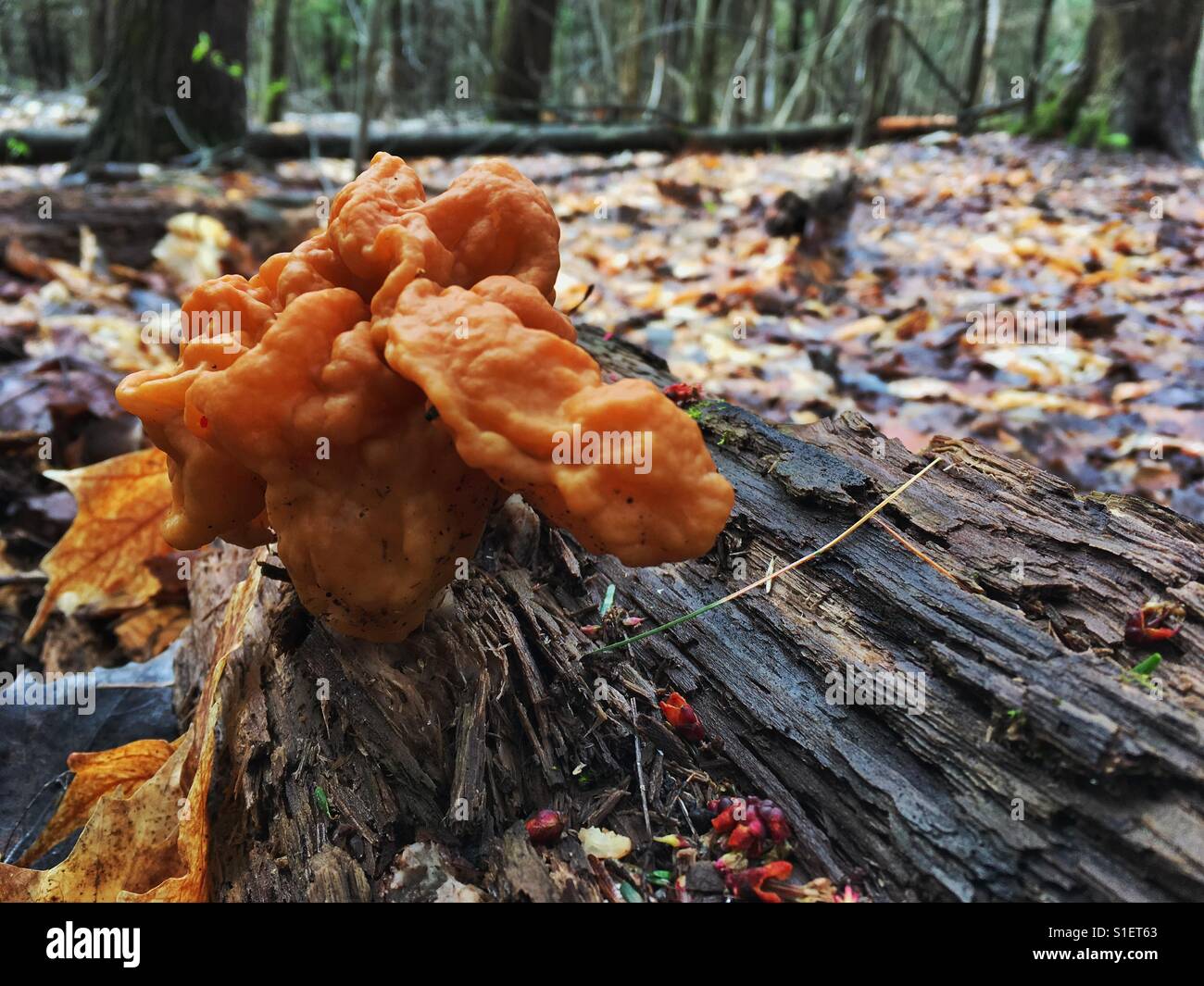 I funghi selvatici nel parco di Ontario, Canada, maggio 2017. - Immagine stock catturata con smartphone