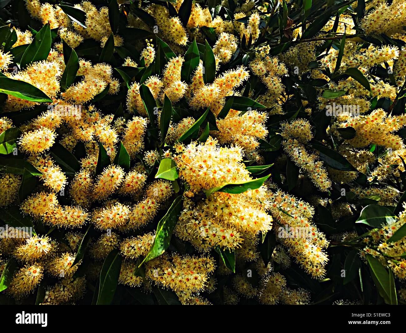 Graziosi fiori in Portland Oregon Foto Stock