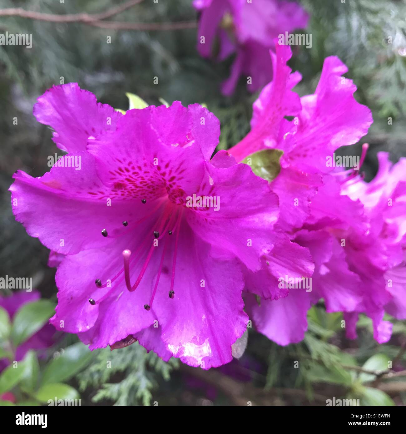 Viola raffica di fiore in Portland Oregon Foto Stock