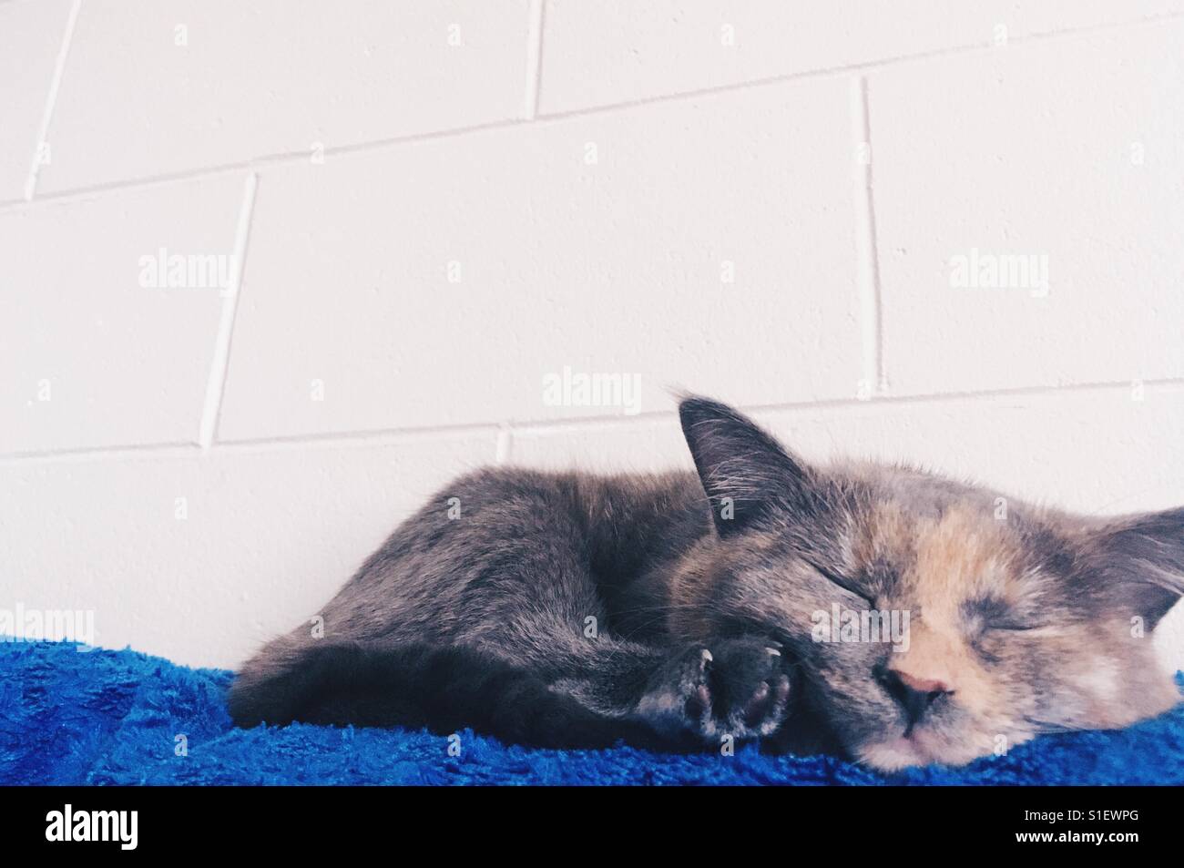 Sleeping munchkin cat Foto Stock