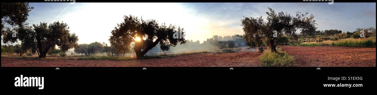 Masterizzazione di potatura di olive in una mattina di primavera, Catalogna, Spagna. - Immagine stock catturata con smartphone