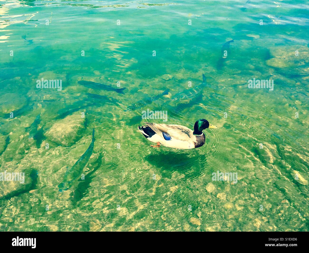 Piscina d'anatra con pesce Foto Stock