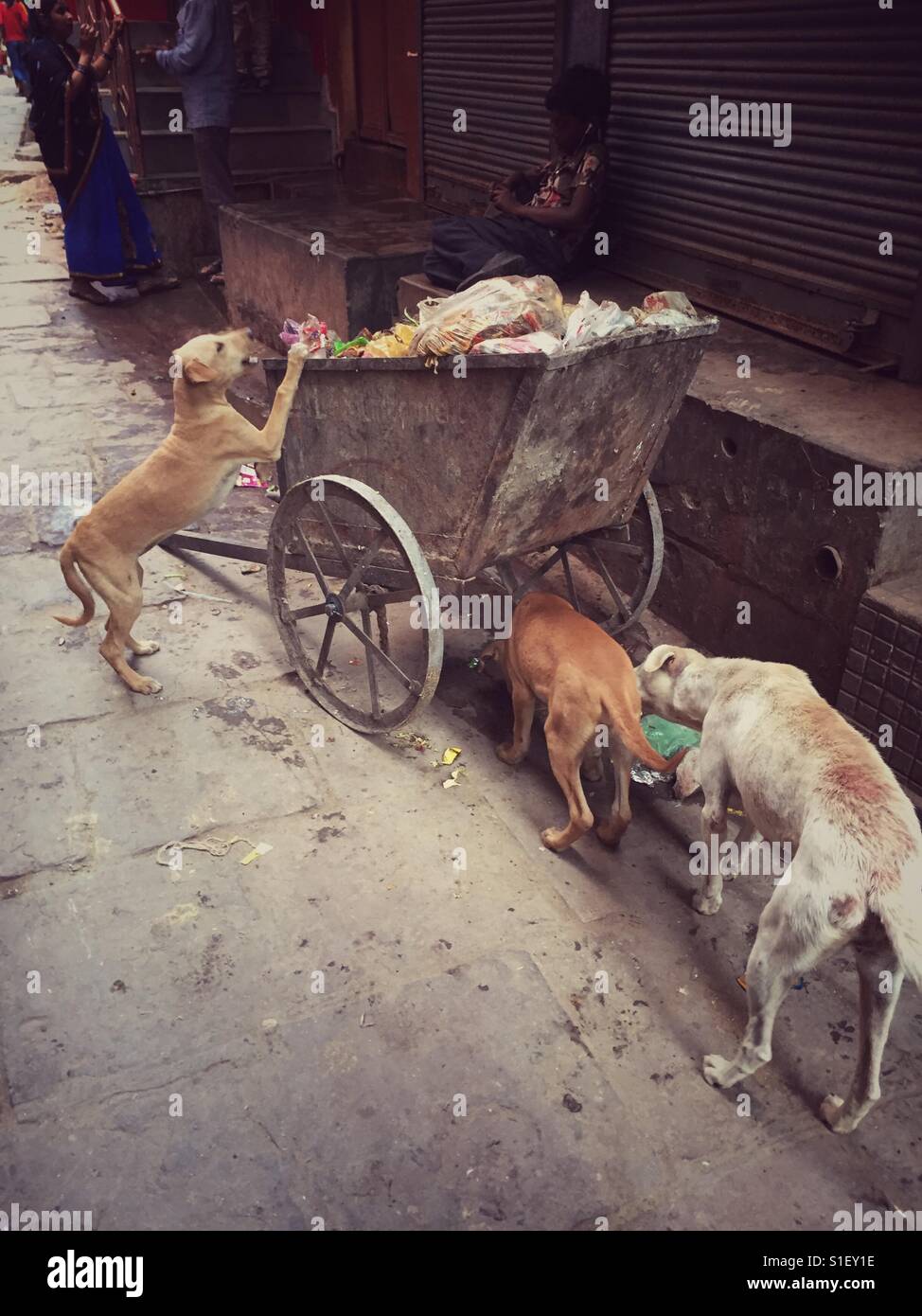 Cani per il recupero di alimenti in Varanasi, India - Immagine stock catturata con smartphone