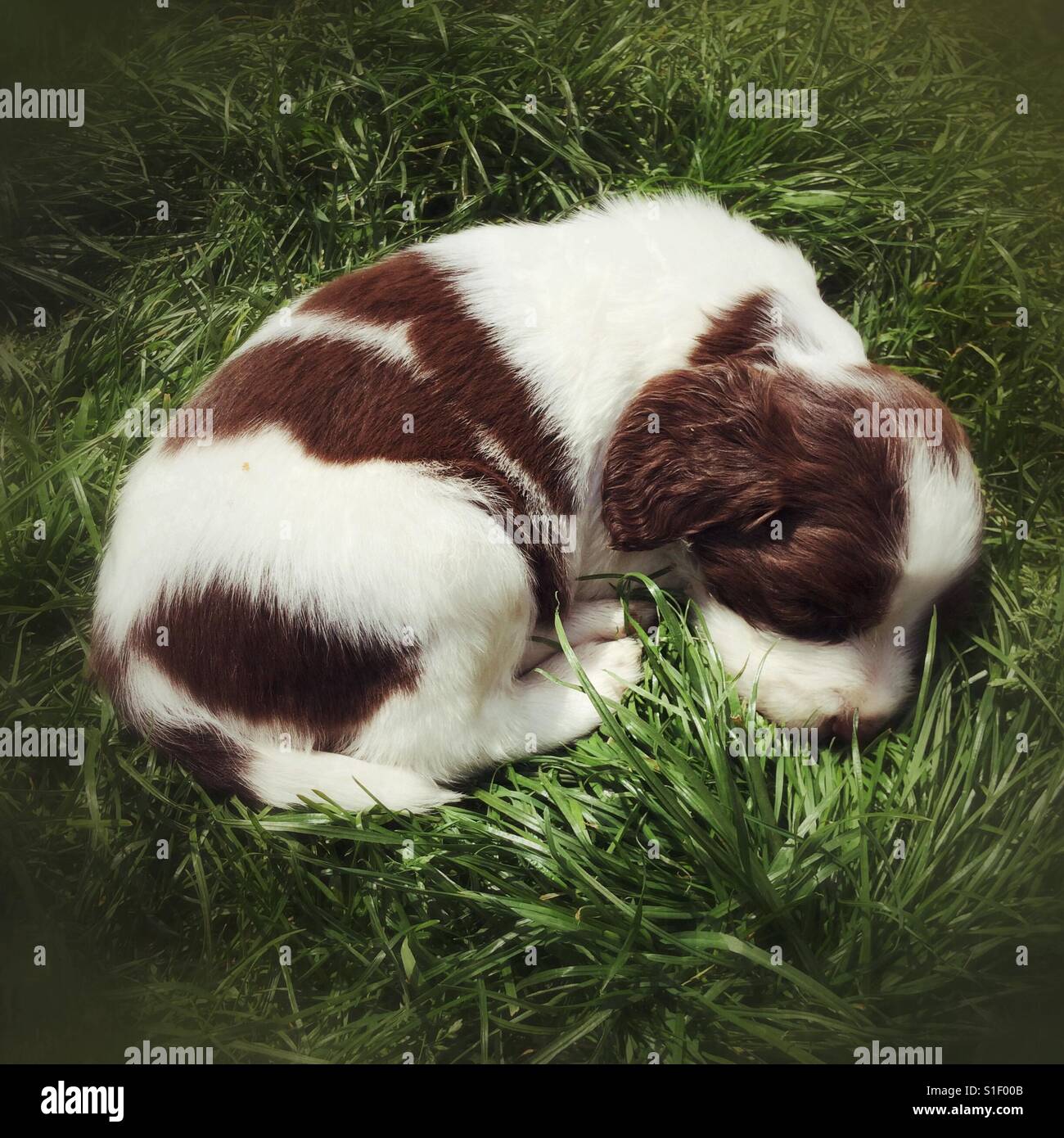 Cinque settimane di età molla inglese Spaniel cucciolo. Foto Stock