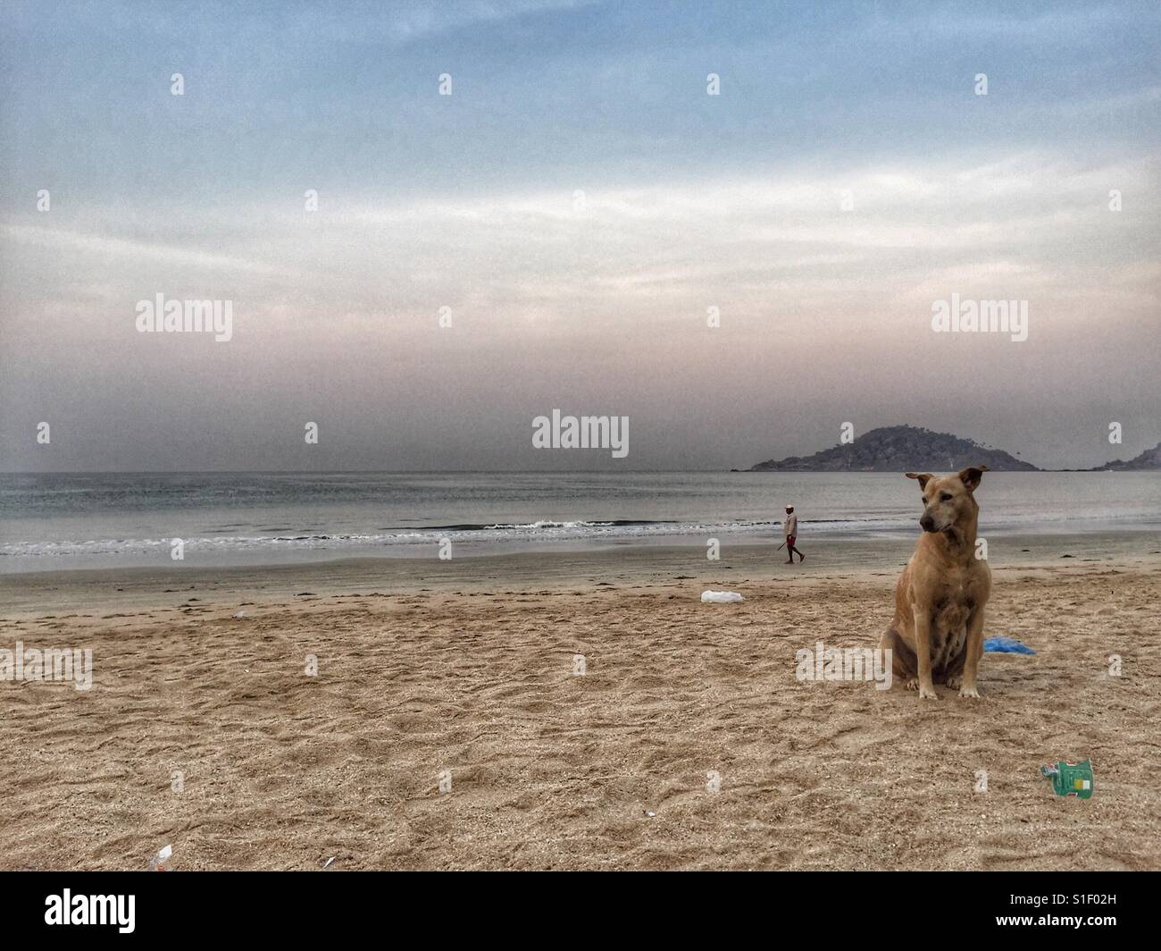 Un cane si trova sulla spiaggia di Palolem in Goa, India - Immagine stock catturata con smartphone