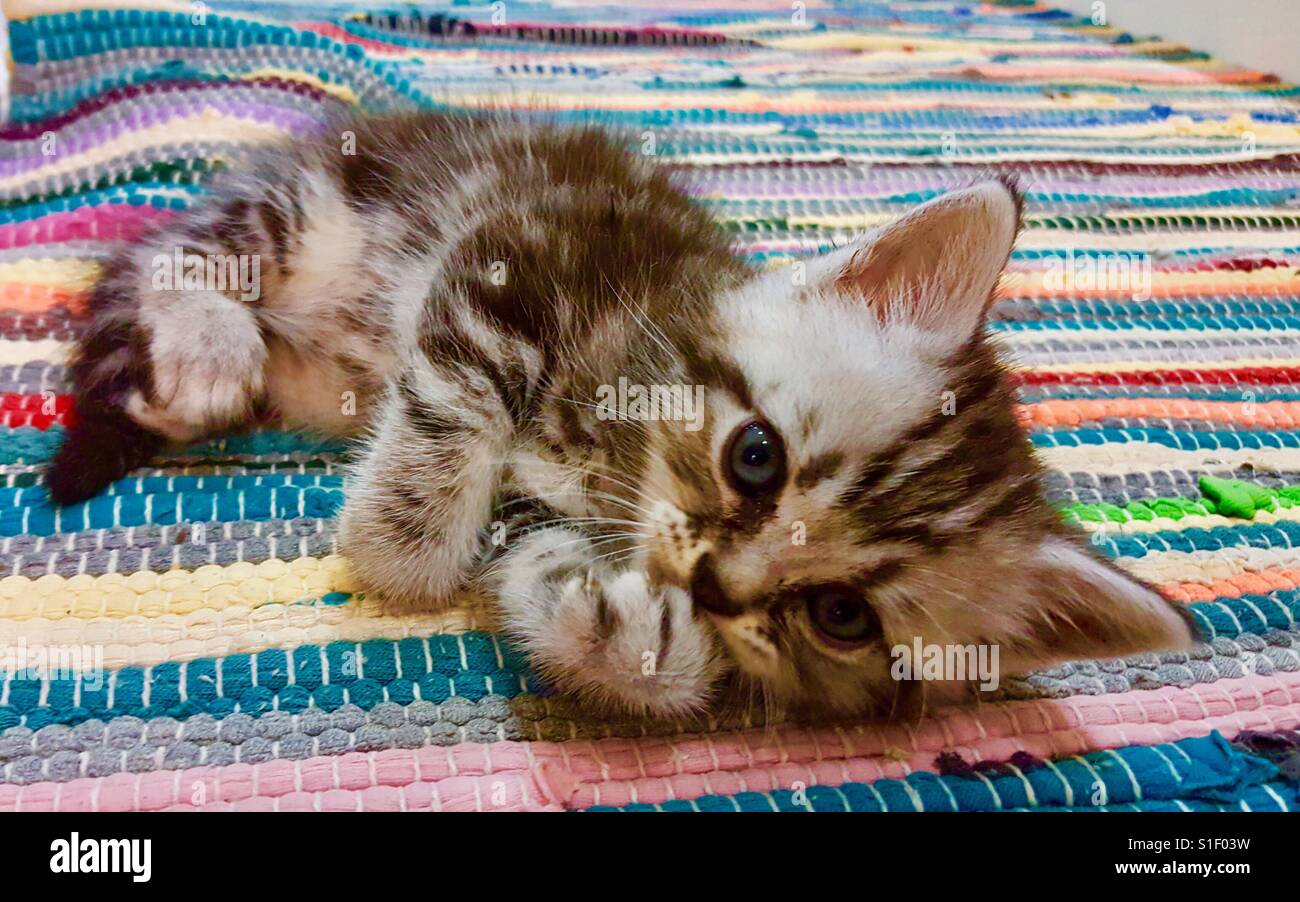 Gattino sveglio Foto stock - Alamy