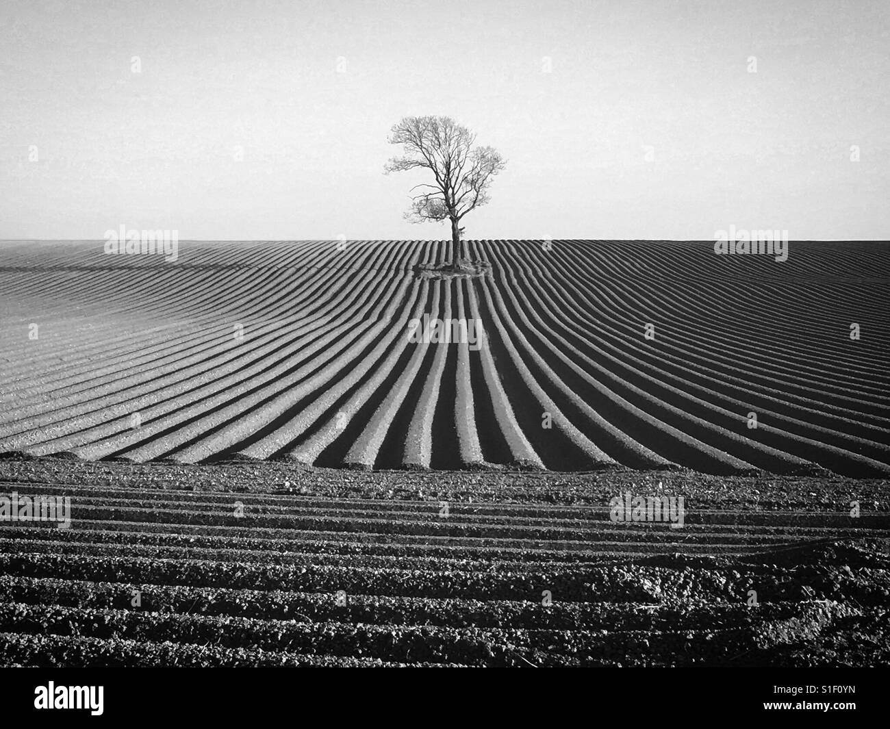 Foto in bianco e nero di un singolo albero in un nuovo campo arato in una giornata di sole Foto Stock