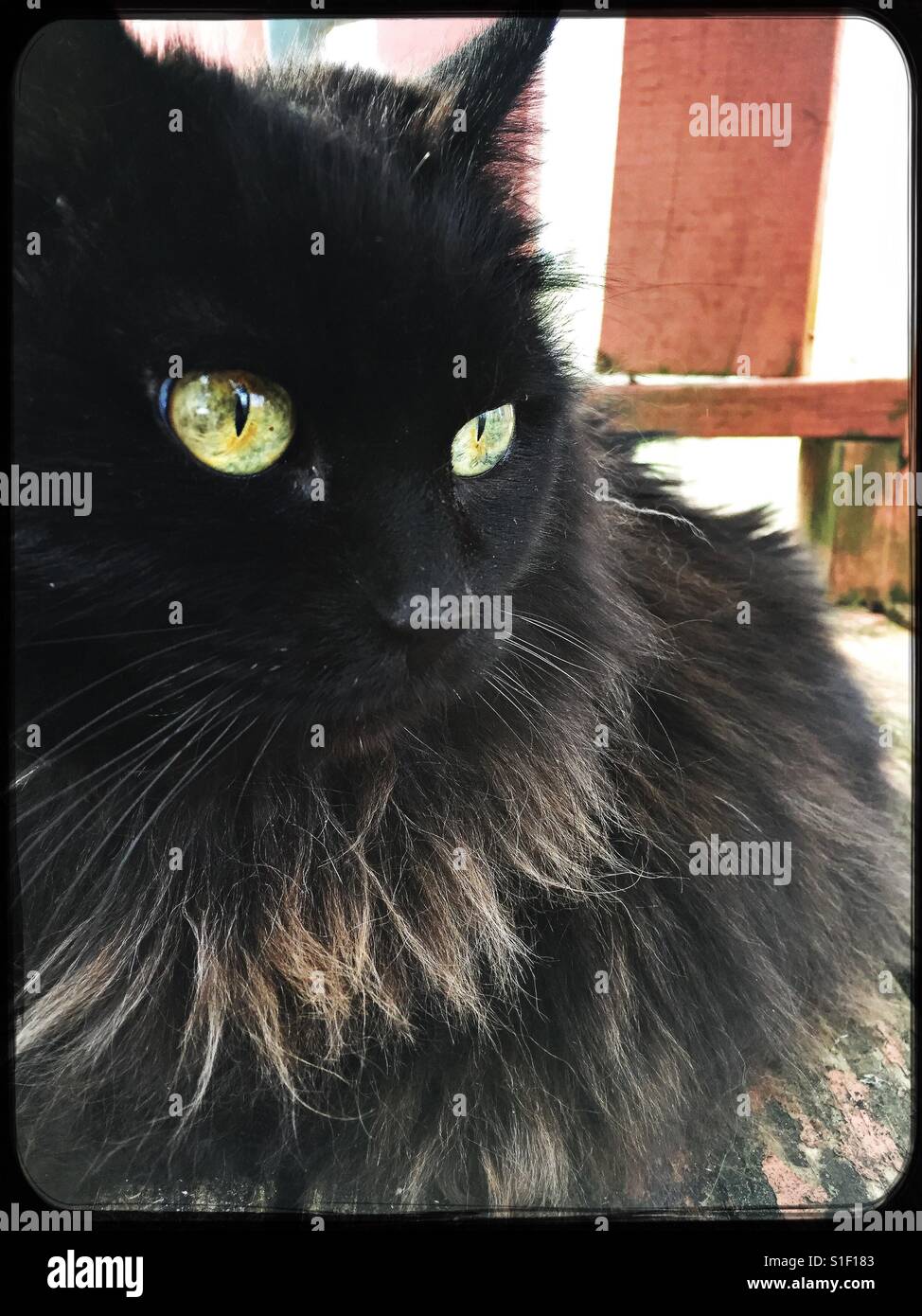 Magia del gatto nero - Immagine stock catturata con smartphone