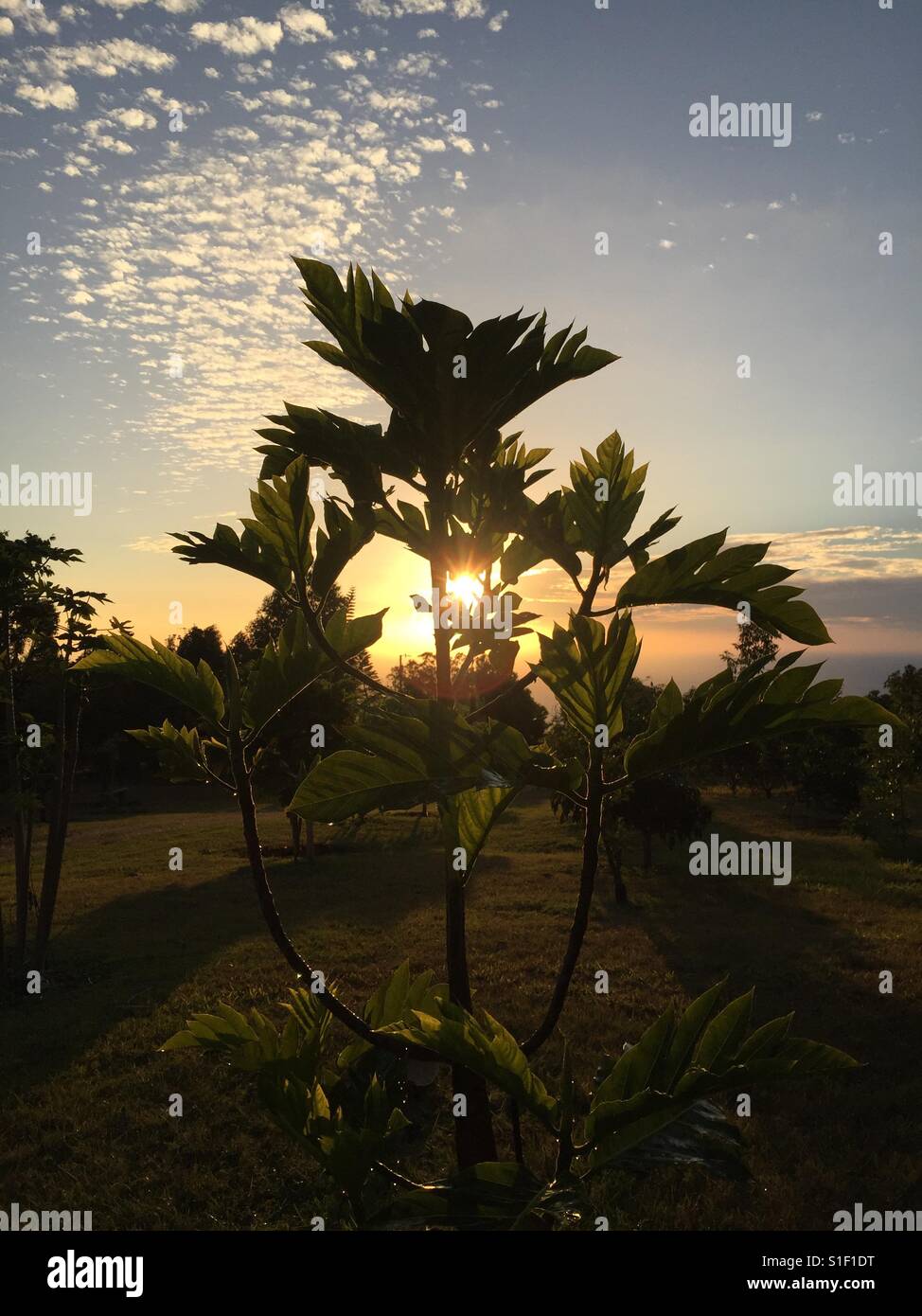 Illuminare l'albero del pane Foto Stock