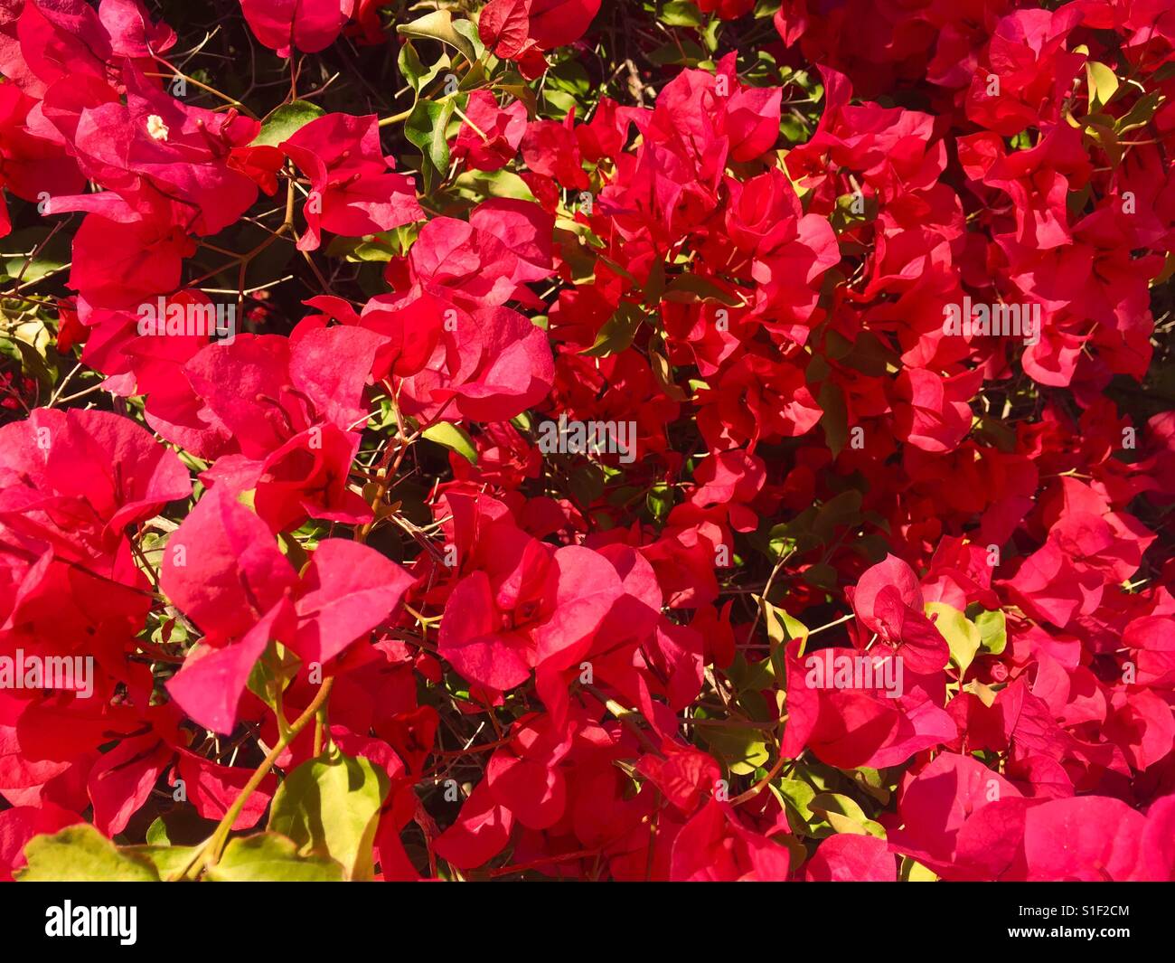 Magenta fiori di Bouganville sfondo Foto Stock