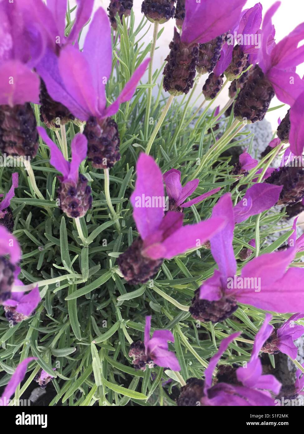 Fiori di lavanda - Immagine stock catturata con smartphone