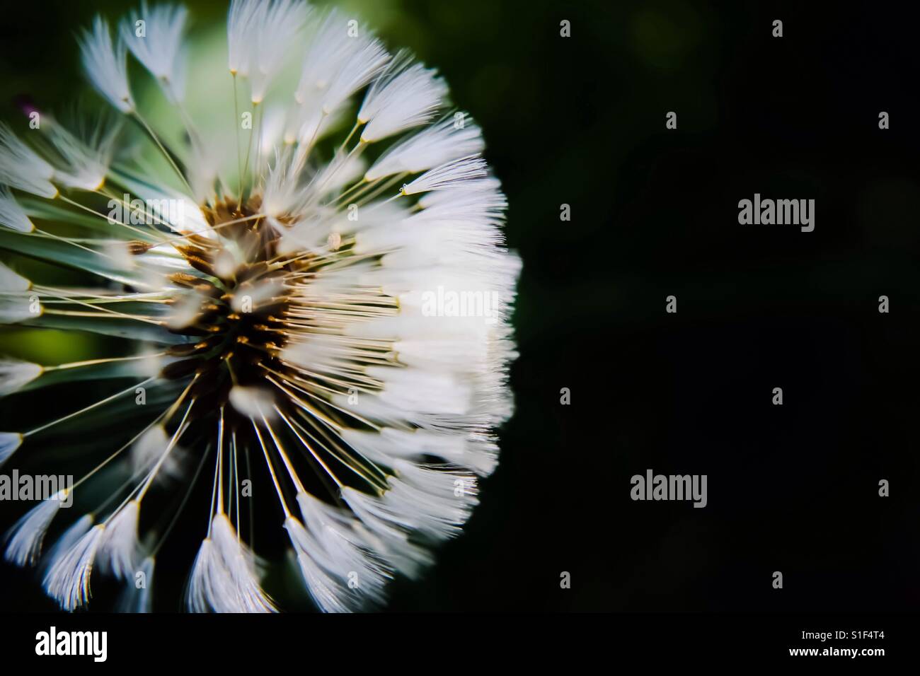 Dandy-Leone Foto Stock