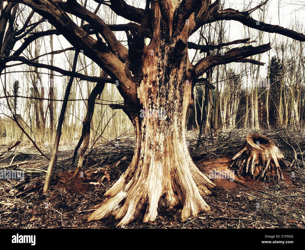 Albero di quercia - Immagine stock catturata con smartphone