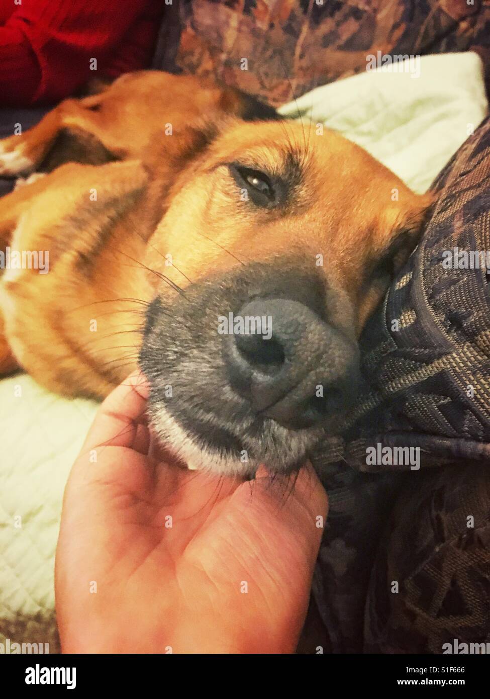 Cane guardando la fotocamera - Immagine stock catturata con smartphone