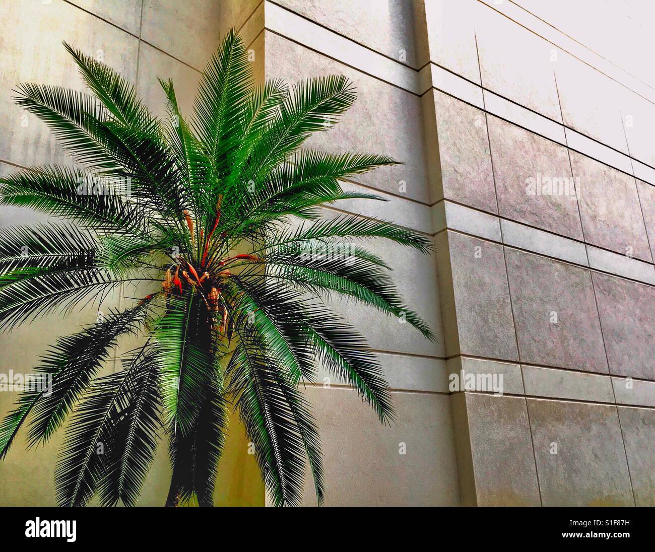 Palm Tree e linee parallele Foto Stock
