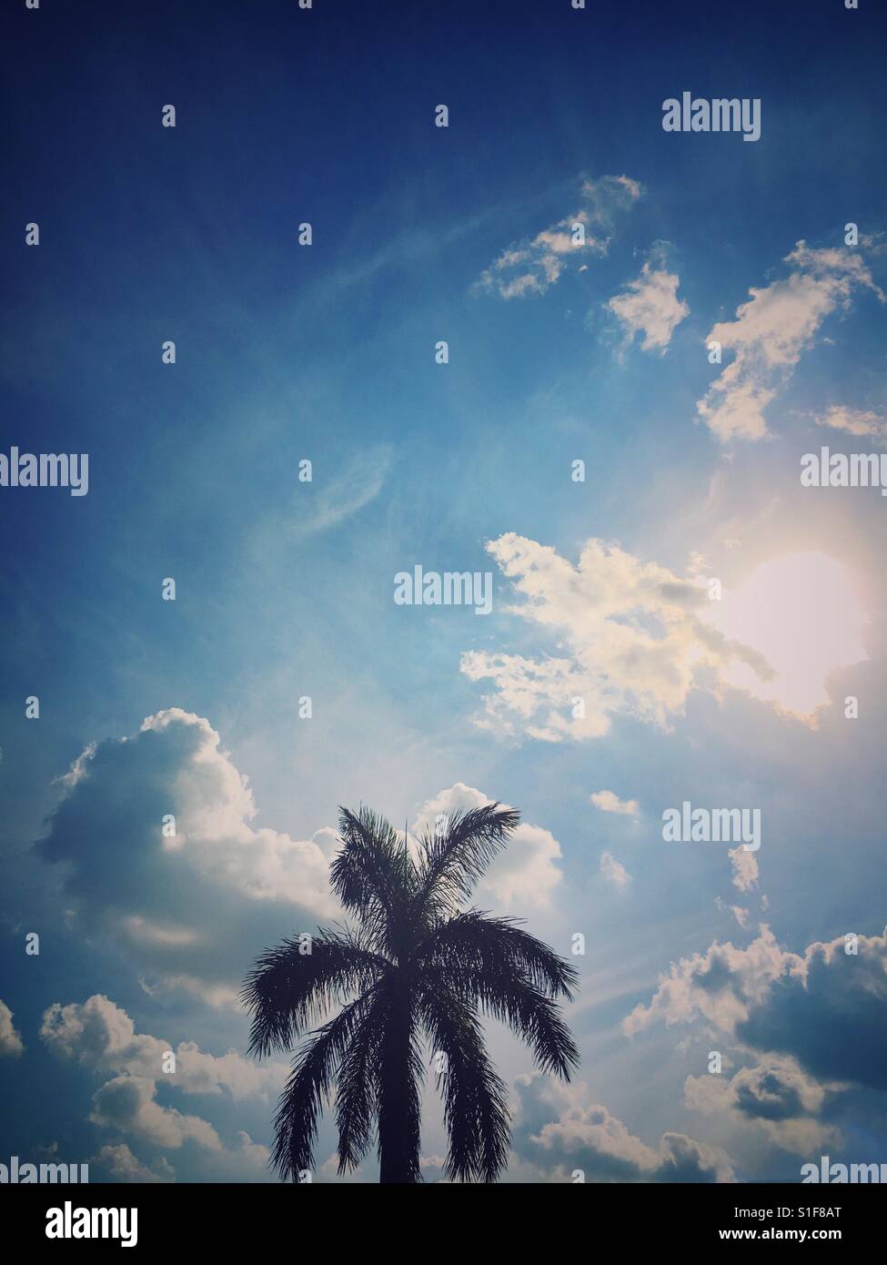 Palm Tree e cieli blu Foto Stock