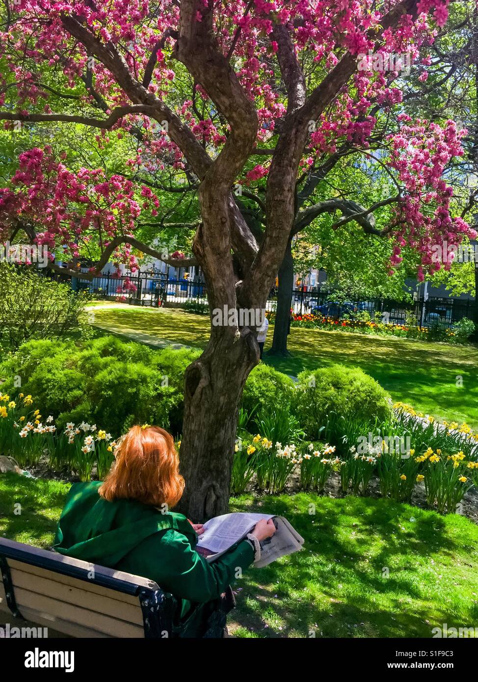 Donna che legge un giornale in un parco a Toronto, una grande città, Canada. Alberi di mele granchio in fiore. Un'oasi a urbania. Concetti - freschezza, spazio verde, aria aperta, solitudine, compagnia di uno - Immagine stock catturata con smartphone