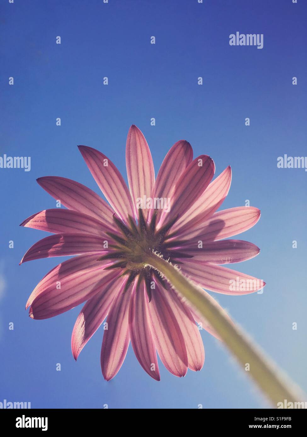 Guardando verso l'alto un Osteospermum e cielo blu - Immagine stock catturata con smartphone