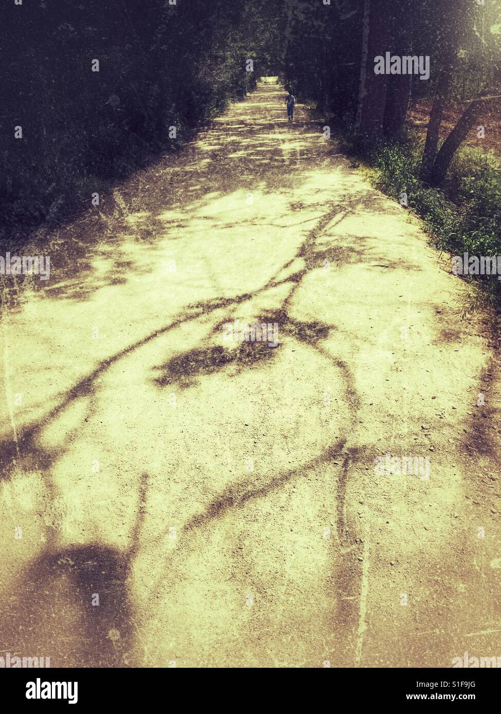 Sette anni vecchio ragazzo passeggiando per il passaggio degli alberi Foto Stock