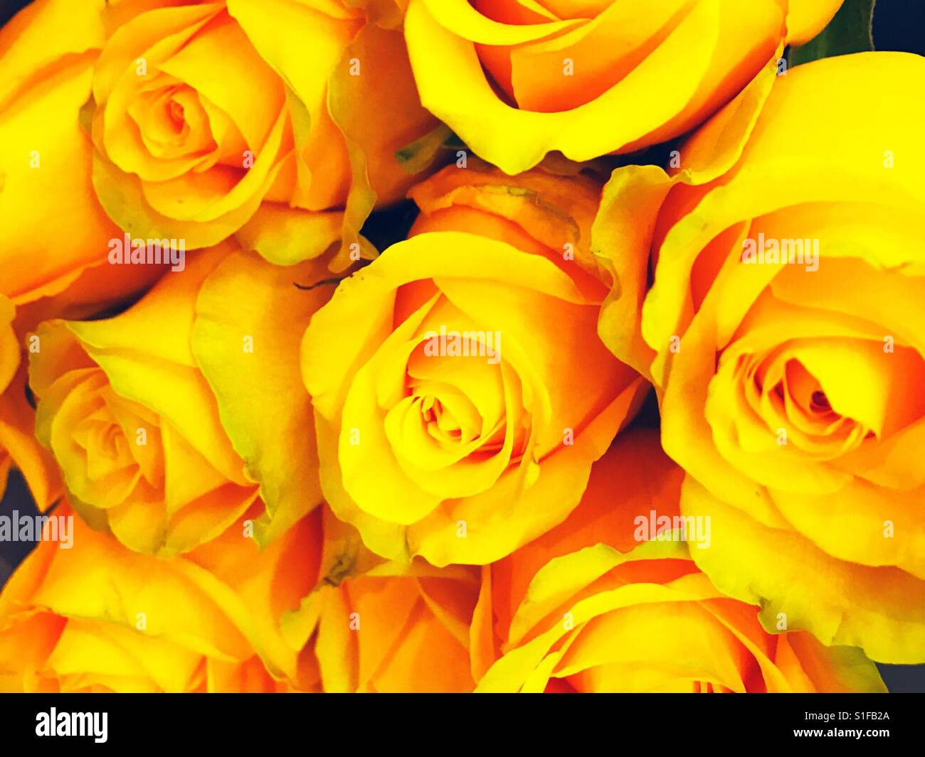 Rose giallo impilati Foto Stock