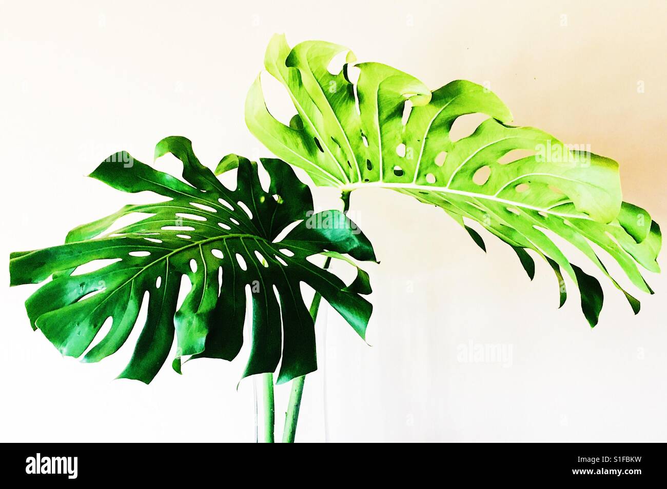 Monstera Deliciosa Foto Stock