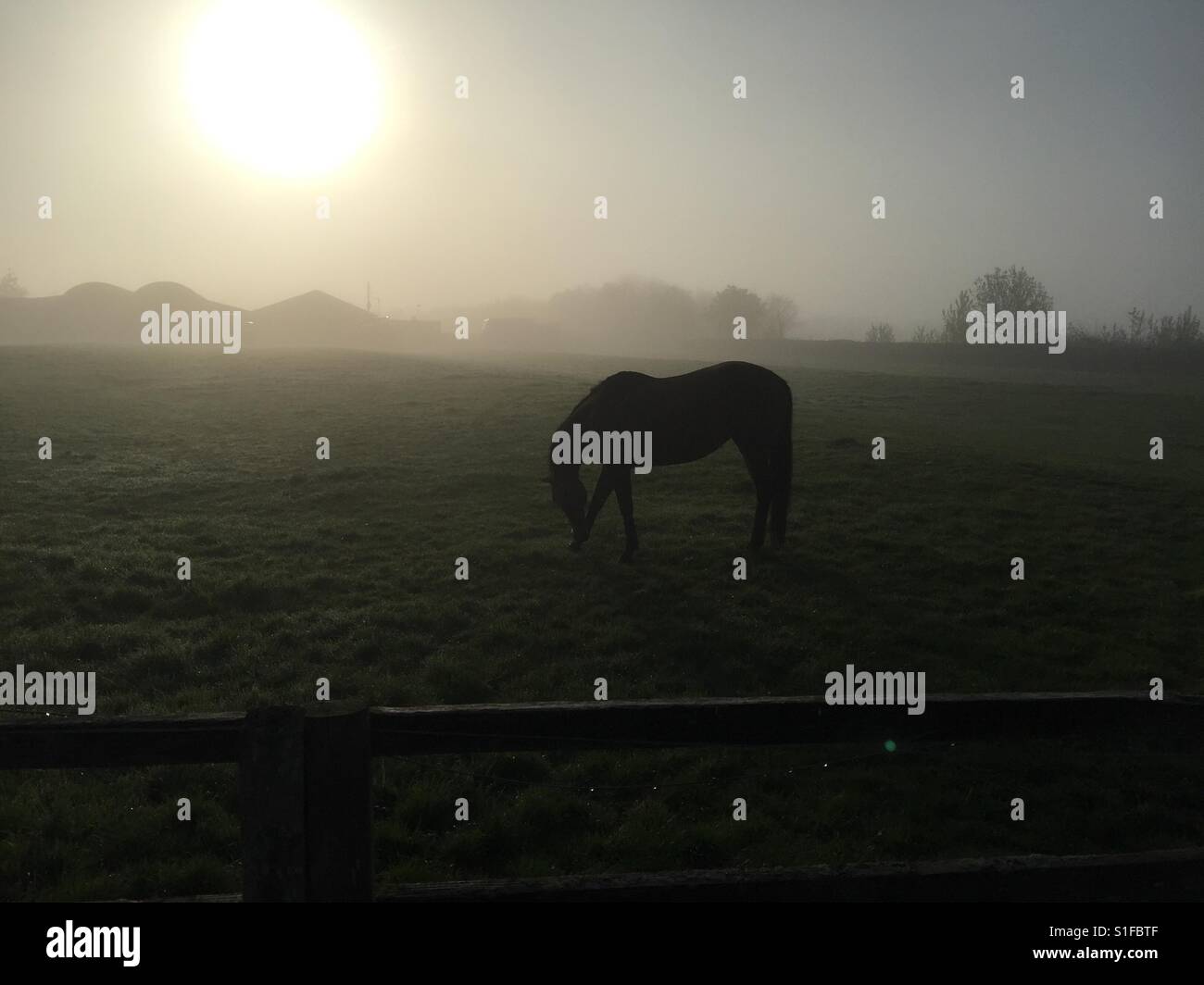 Un cavallo sfiora in una nebbia copriva Oxfordshire campo. Il sole sorge in background. Foto Stock