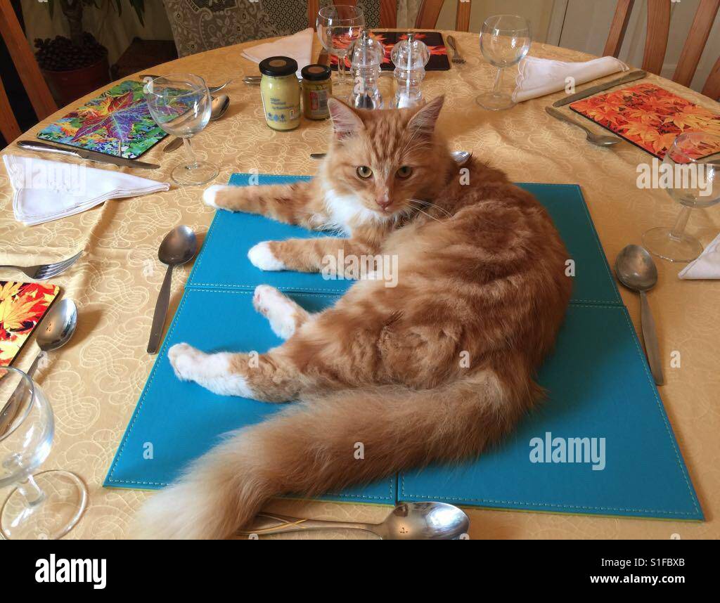Un gatto di zenzero si trova al centro di un tavolo da pranzo che è prevista per un pasto. Foto Stock