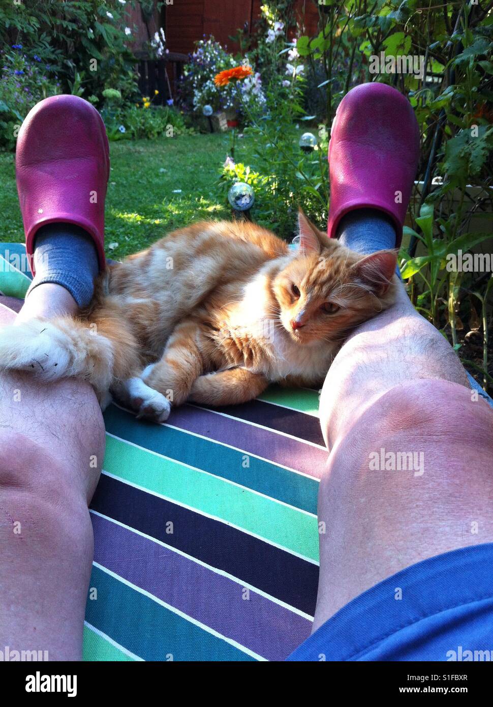 Un gatto di zenzero poggia tra un uomo per le gambe su una sedia a sdraio. Foto Stock