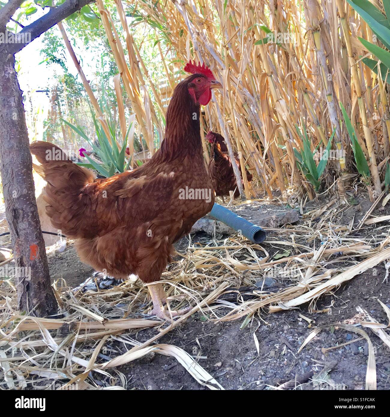 Pollo rosso tra i bambù. Foto Stock