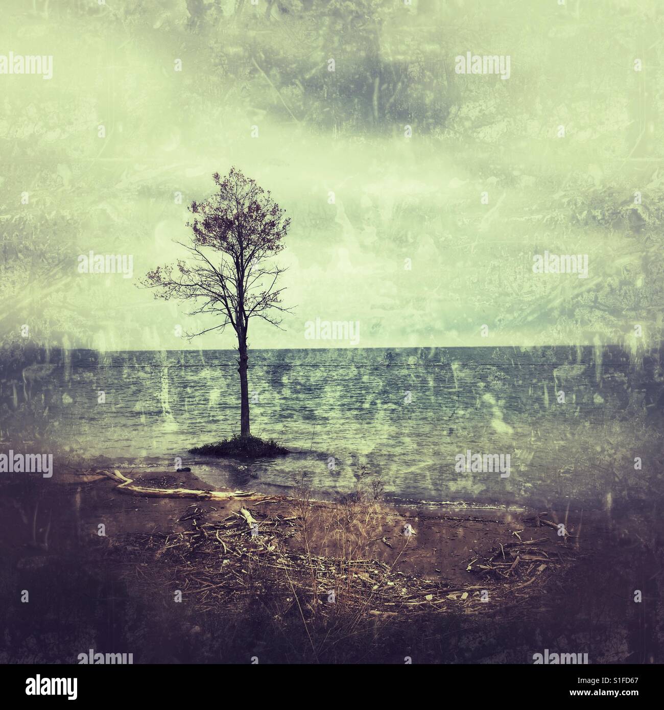 Albero - Immagine stock catturata con smartphone