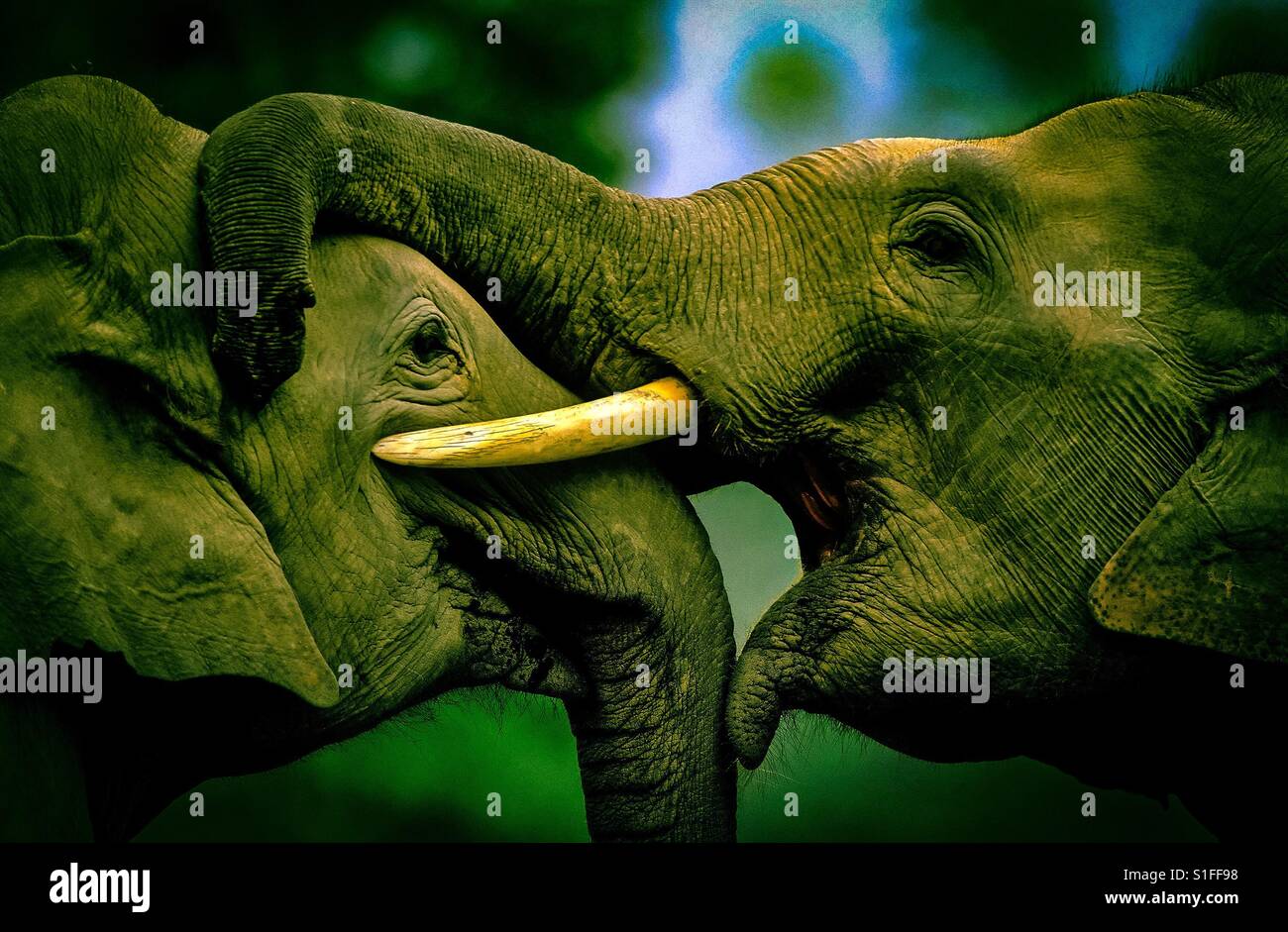 Due elefanti indiani nel messaggio di saluto. Foto Stock