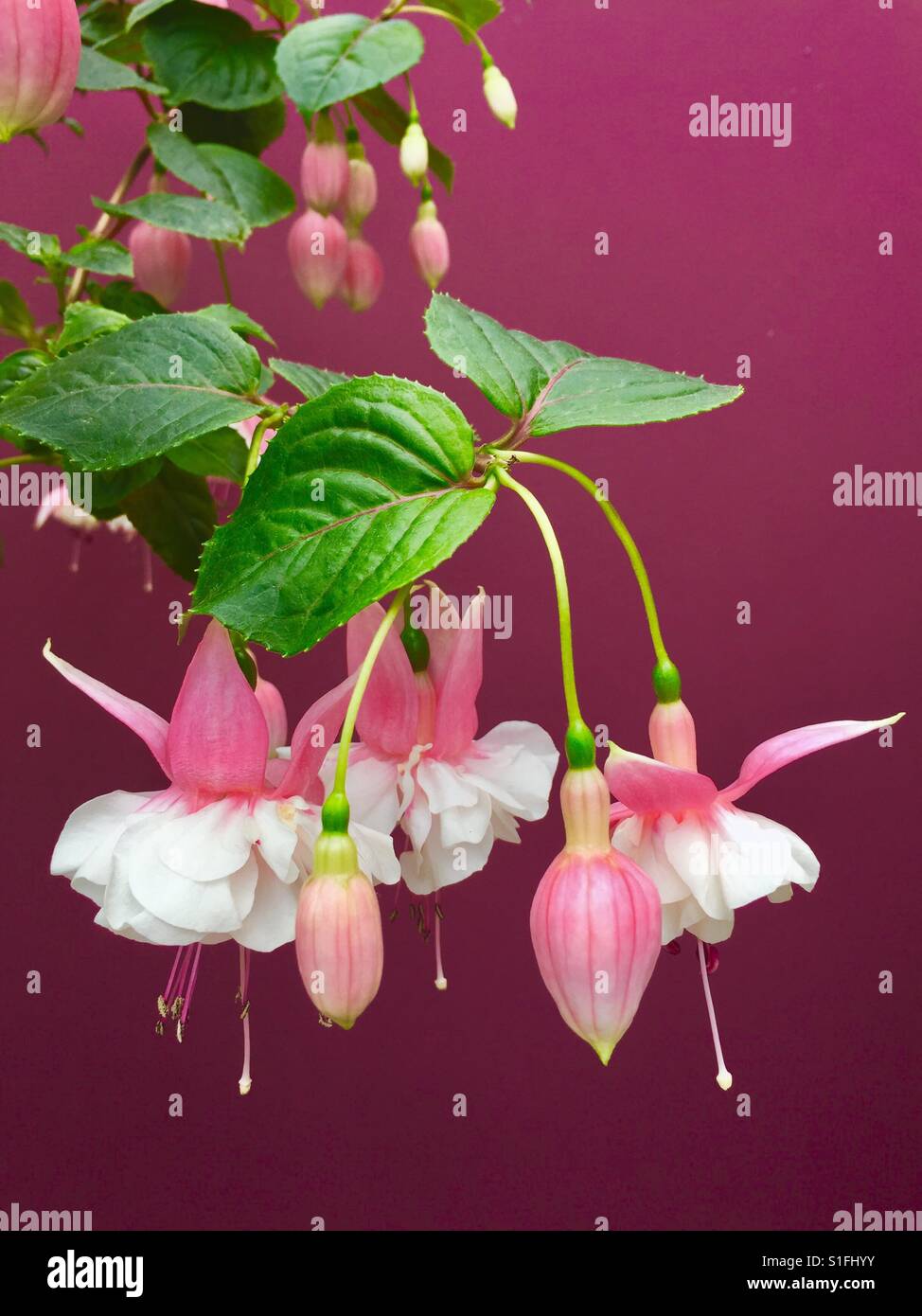 Un bellissimo ramo della doppia rosa fucsia petali di fiori Foto Stock