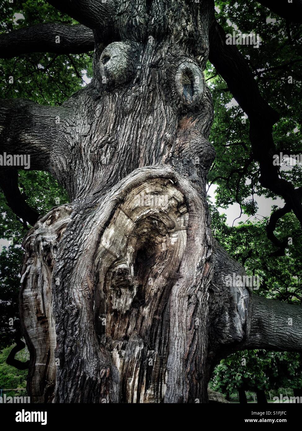 Albero di grido Foto Stock