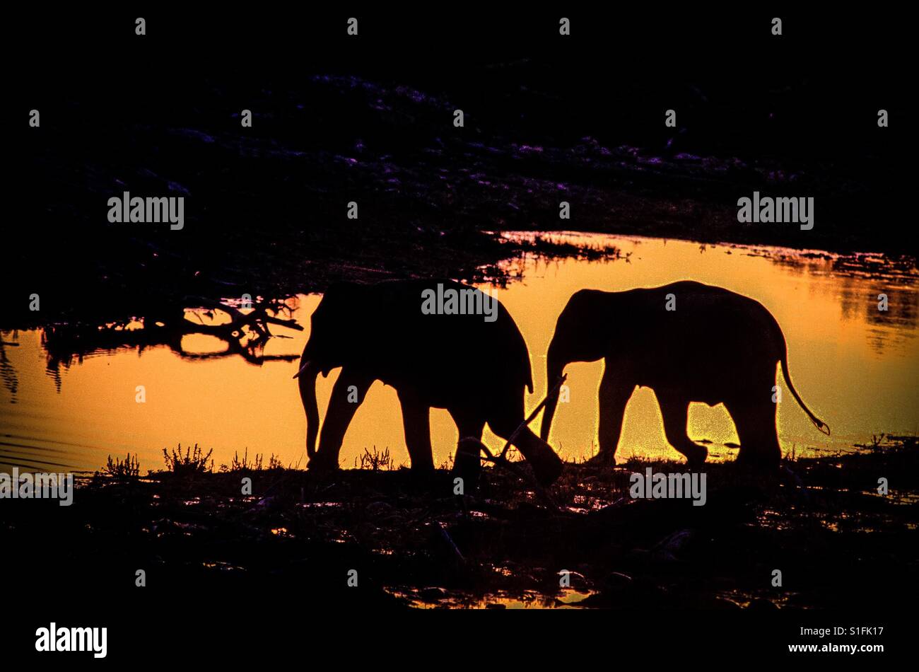 Elefanti indiani al tramonto Foto Stock
