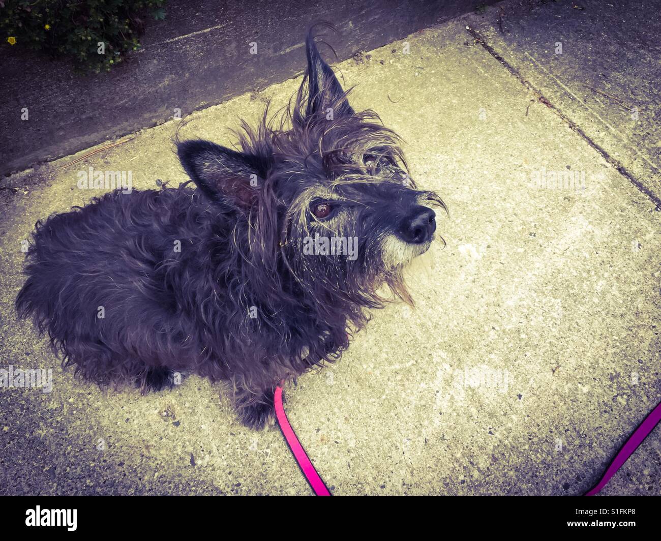 Cane piccolo, vecchio - Immagine stock catturata con smartphone