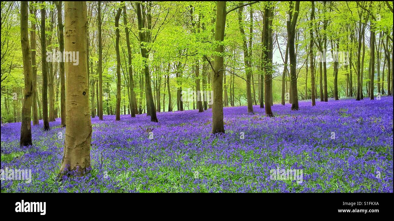 Primavera in un bosco inglese - The Bluebell Fiori (Hyacinthoides non Scripta) sono in piena fioritura. Credito foto - © COLIN HOSKINS. - Immagine stock catturata con smartphone