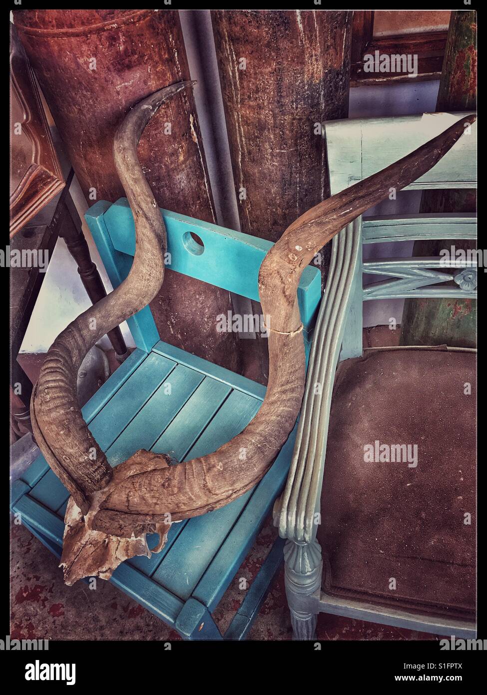 Antelope corna in negozio vintage. Foto Stock