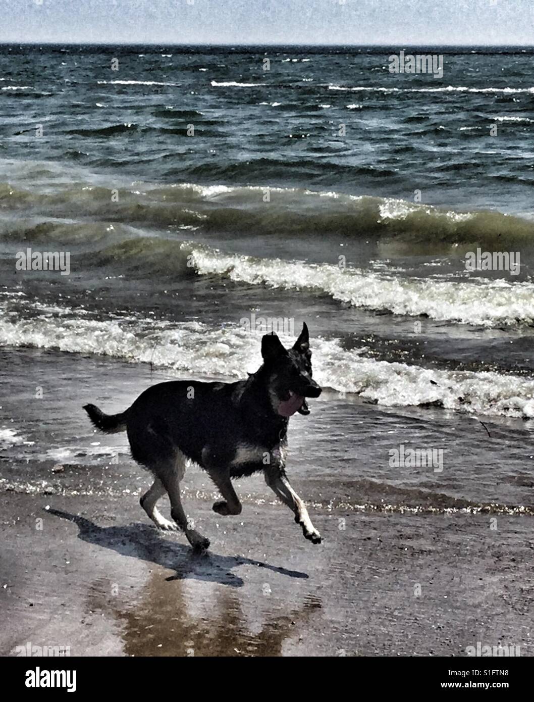Cane nero in esecuzione sulla spiaggia. - Immagine stock catturata con smartphone