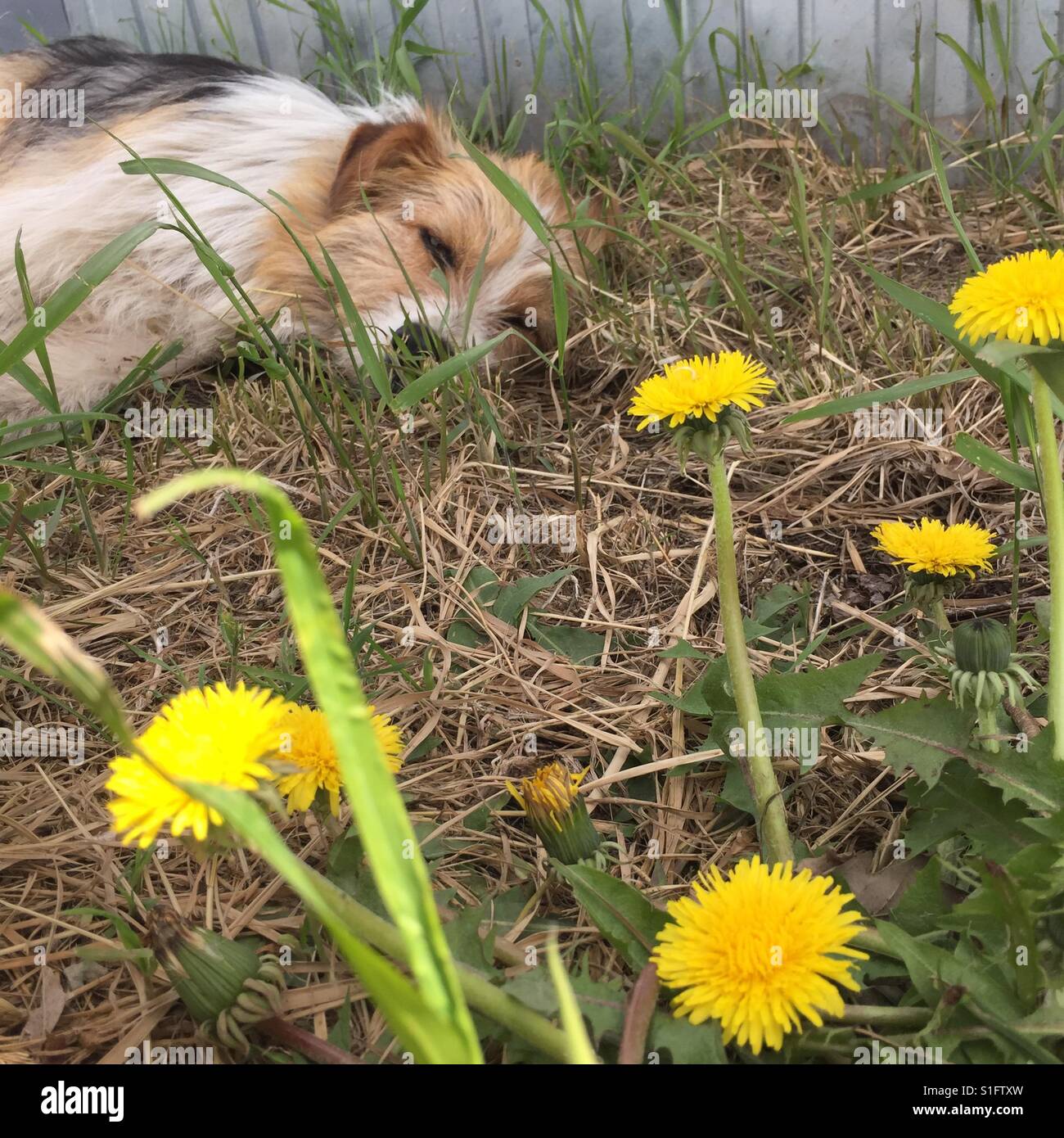 Il cane dorme sul prato con fiori Foto Stock