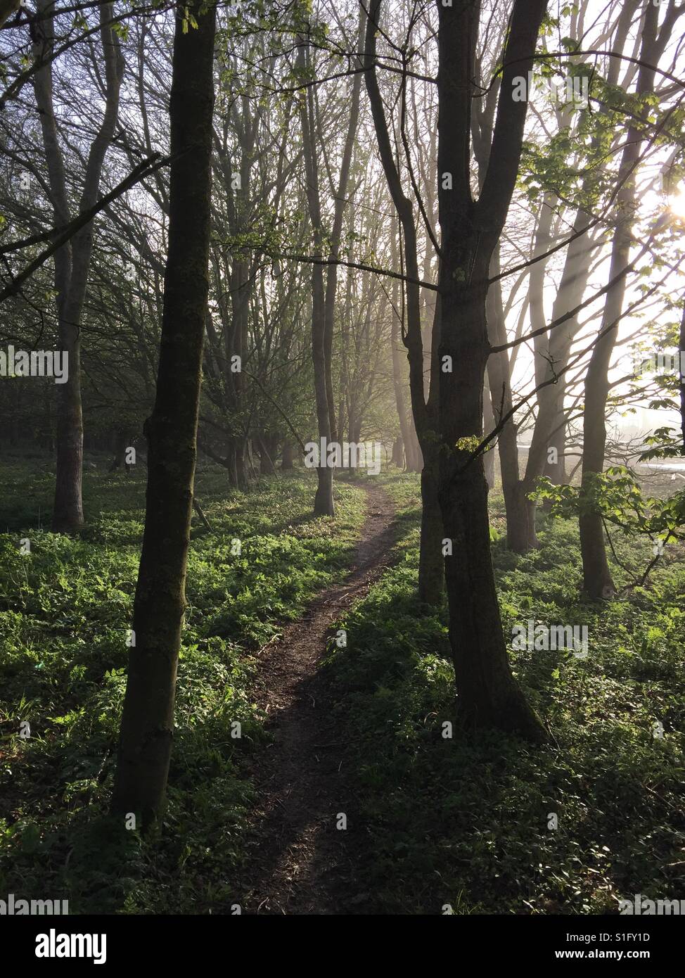 Un bosco di colpo di scena al mattino presto in Oxfordshire. Foto Stock
