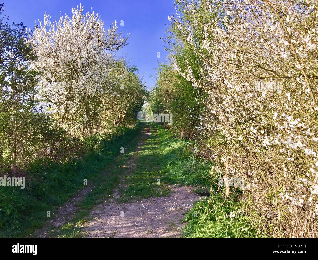 Un paese in corsia Oxfordshire campagna raffigurata nell'inizio della primavera. Foto Stock