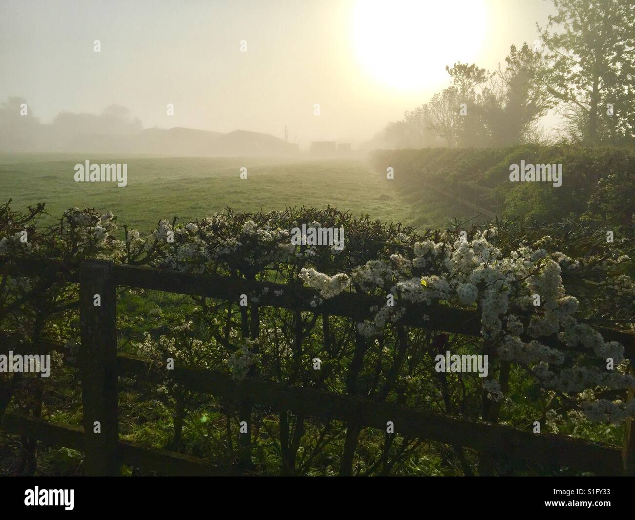 Un inizio di mattina colpo di luce del sole che splende attraverso la nebbia attraverso un campo in Oxfordshire. Nuova vegetazione è crescente in primo piano. Foto Stock