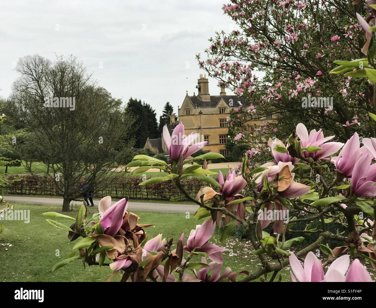 Un colpo di Batsford Manor visto attraverso i fiori di magnolia. Foto Stock