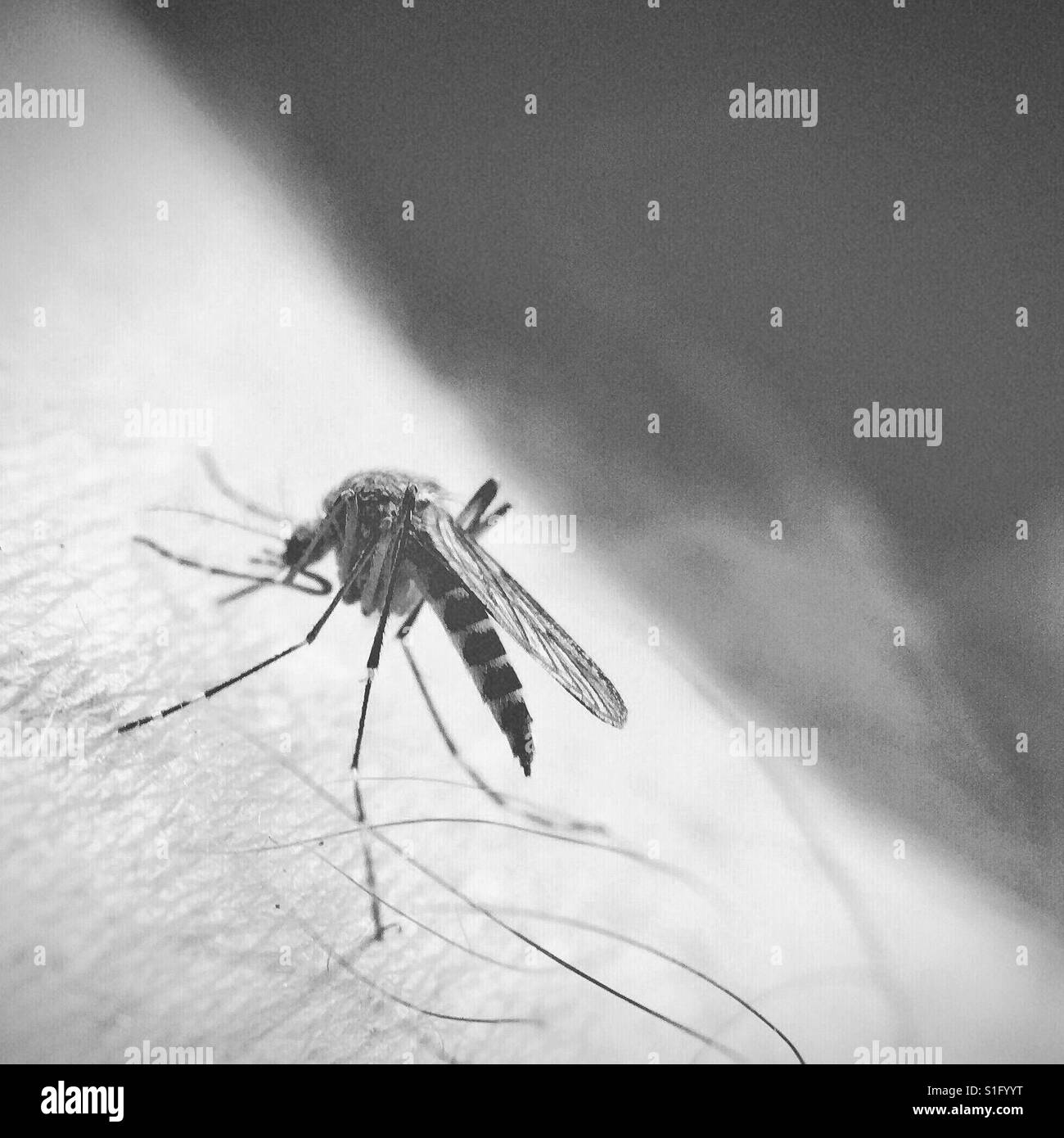 Immagine ravvicinata di una zanzara aggredendo un uomo di braccio. Square crop. In bianco e nero. Foto Stock