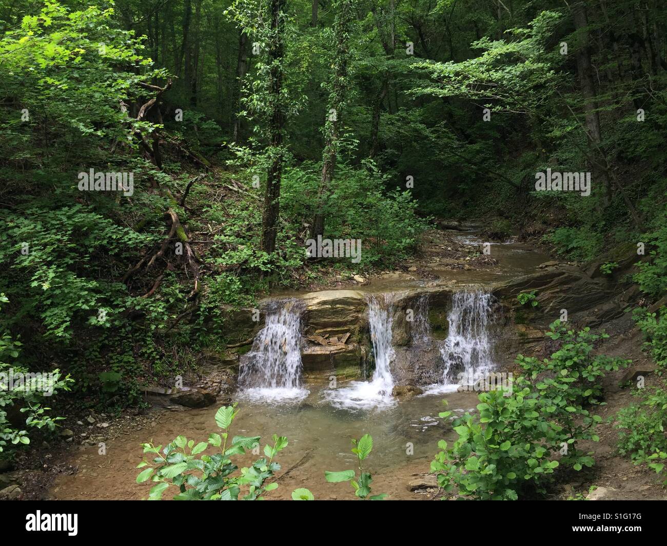 Bel posto nelle foreste di montagna con il fiume e una piccola cascata Foto Stock