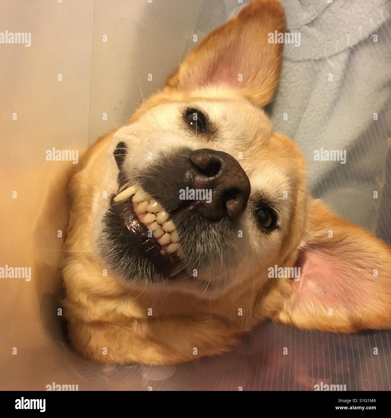 Sorridenti Labrador cane indossa un collare Elizabethan - Immagine stock catturata con smartphone