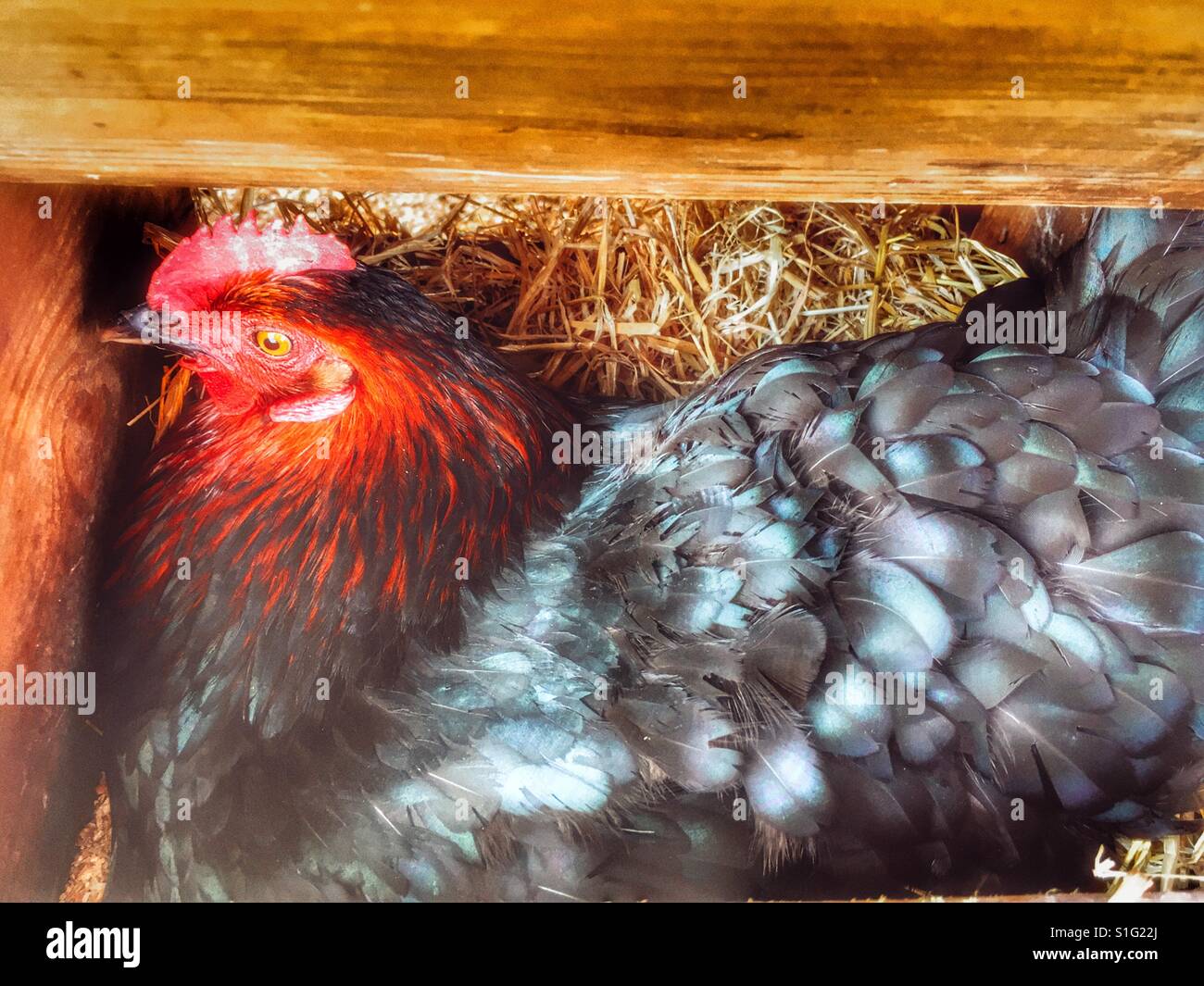 Il pollo nel pollaio la posa di un uovo, Bawdsey, Suffolk, Inghilterra. Foto Stock