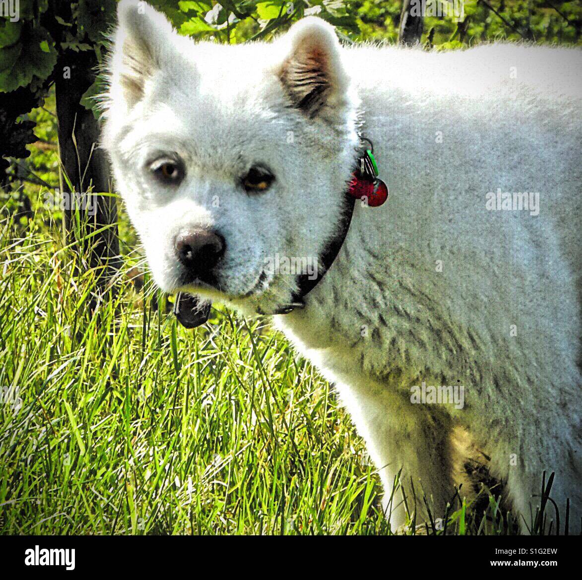 Samojede cane e più...!!! - Immagine stock catturata con smartphone