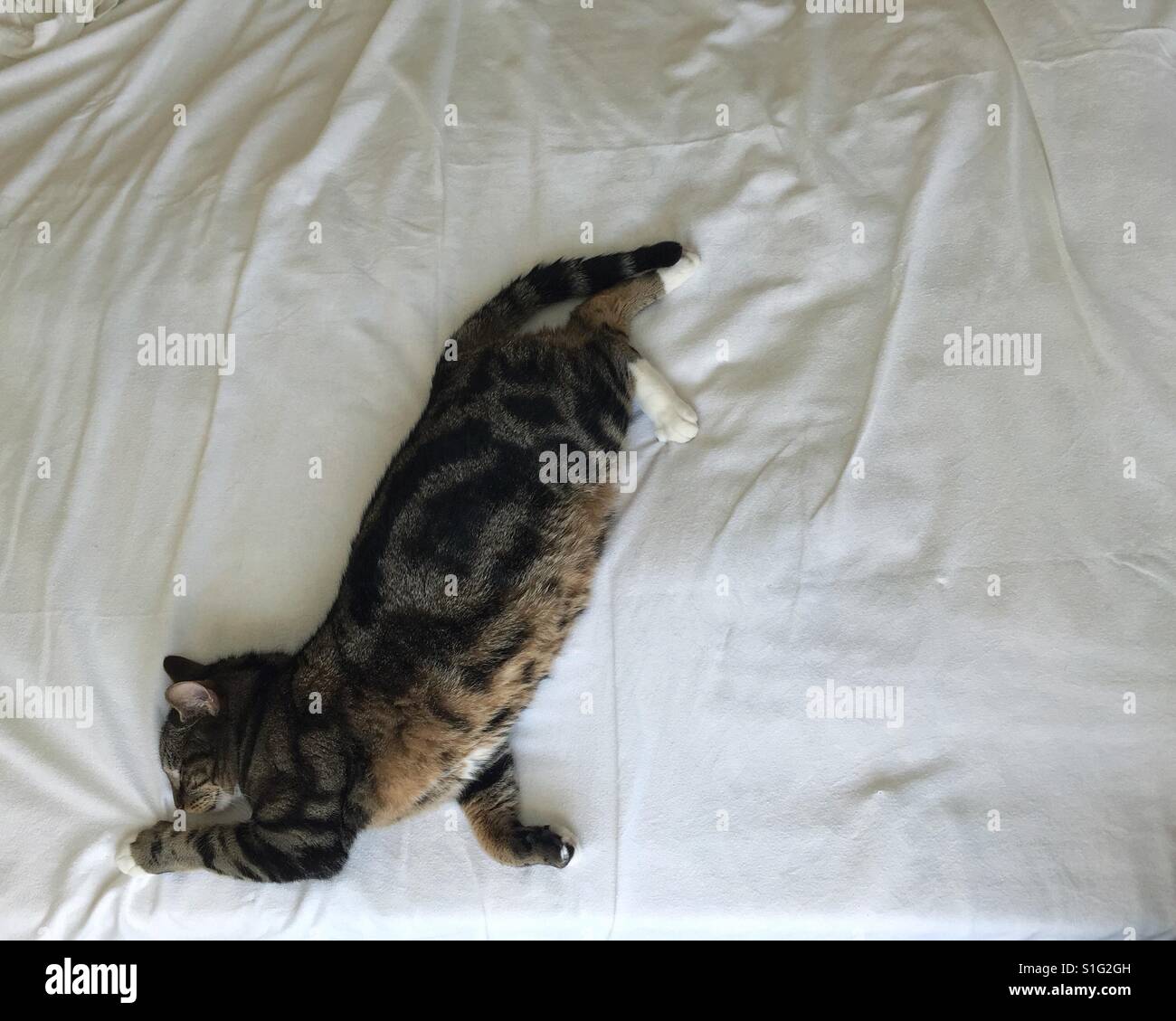 Proteso tabby cat su un letto. Foto Stock