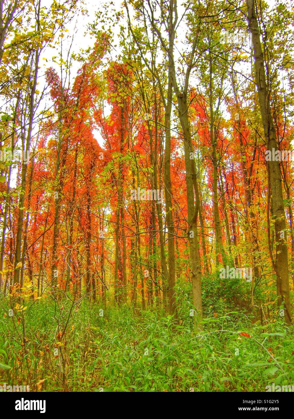 Foresta di rosso. - Immagine stock catturata con smartphone